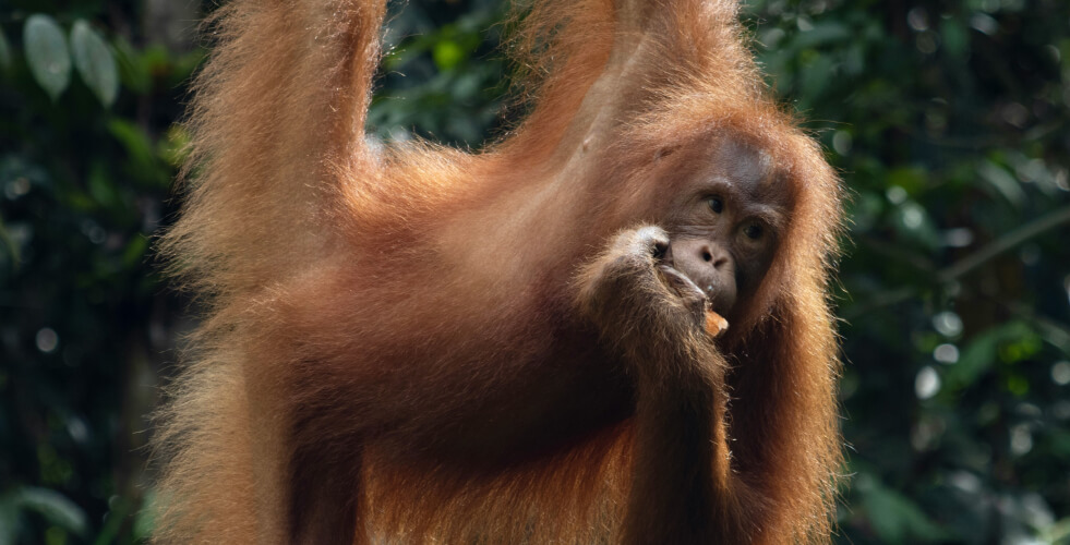 Semenggoh Wildlife Centre