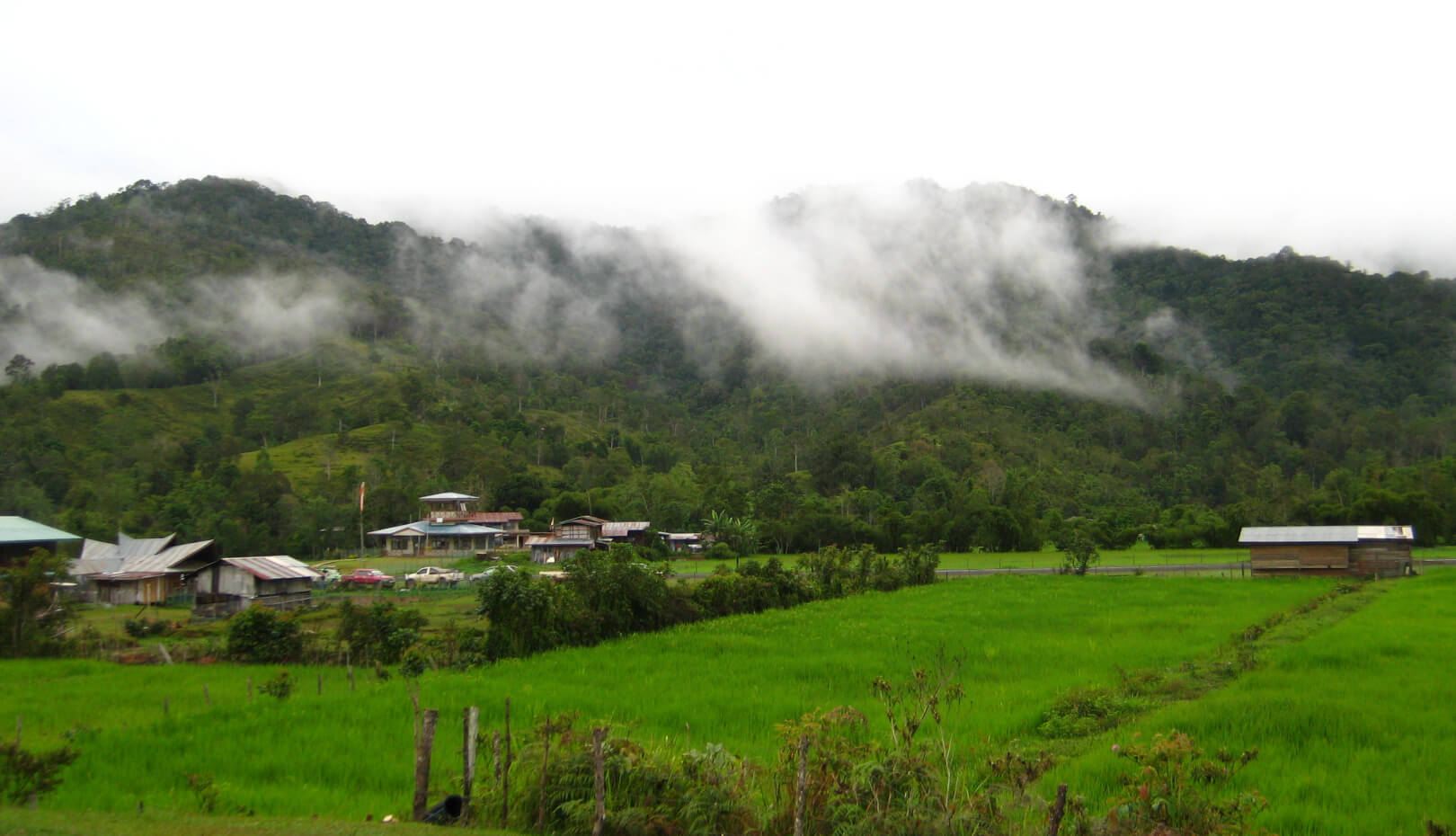Ba'kelalan paddy rice field